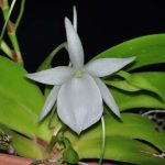 Орхидея Angraecum leonis comoro