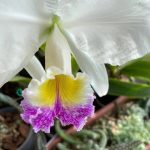 Cattleya General Pau