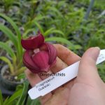 Phragmipedium Gualaceo
