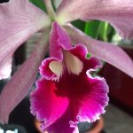 Cattleya Harosa