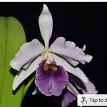 Cattleya C.G. Roebling (1895)