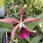 Laelia tenebrosa x tigrina