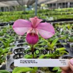 Phragmipedium Priscila de Portilla