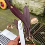 Орхидея бульбофилум Bulbophyllum auratum pink