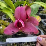 Lycaste Cummbaya