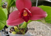 Lycaste Shoalhaven Moriyana x Lycaste Shoalhaven Kyoto Sm/jgp (gs399)