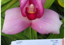 Орхидея Lycaste Momo