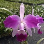 EXHTP804- C.dipozzi tiziano coerulea x trianae coerulea pincelada