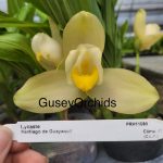 Lycaste Santiago de Guayaquil