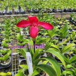 Phragmipedium La Vingtaine