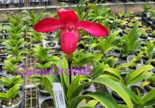 Phragmipedium La Vingtaine