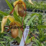 Phragmipedium Paute