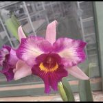 EXHTP737- C.purpurata carnea x blc. nobile´s tropical sunset