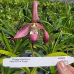 Phragmipedium Peruflora's Angel