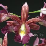 Gastrophaius Cooksoniae