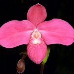 Phragmipedium Eugene Banziger Ecuagenera H00572 x Camila