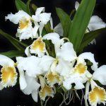 Cattleman walkeriana