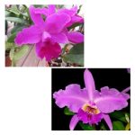 Cattleya lueddemaniana x tagada LCDO