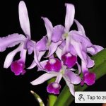 Cattleya lawrenceana
