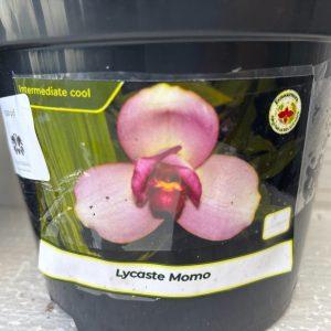 Lycaste Momo