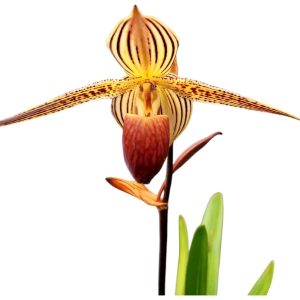 Paphiopedilum rothschildianum