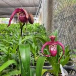 Phragmipedium Ecuagenera 'Gigi'
