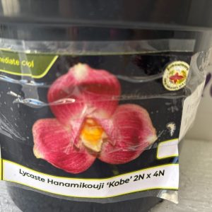 Lycaste Hanamikouji 'Kobe' 2N X 4N