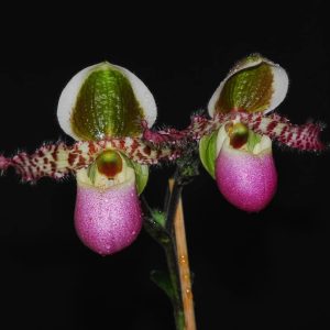 Paphiopedilum liemianum x sib ('#1' x 'Hsinying')