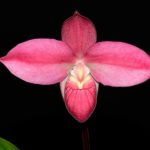 Phragmipedium Eugene Banziger 'Ecuagenera' H00572 x 'Camila'