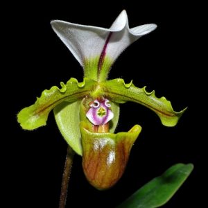 Paphiopedilum spicerianum