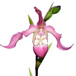 Phragmipedium Wayne Riggs