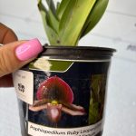 Paphiopedilum Ruby Leopard Elim x Paph. rothschildianum