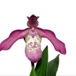 Phragmipedium Anahi Carchi