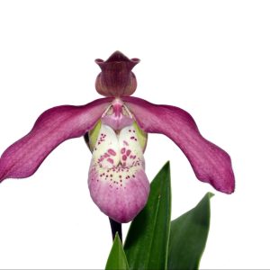 Phragmipedium Anahi Carchi