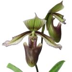 Paphiopedilum superbiens