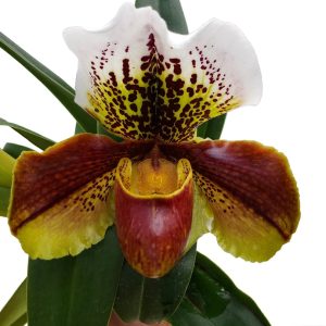 Paphiopedilum Yi-Ying Fireworks x Paph. Enzan Kitty