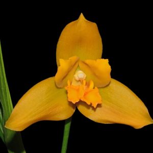 Lycida Ingrid de Portilla