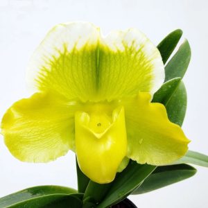 Paphiopedilum Cocoa Lovely 'Big' x Cocoa Green 'Full Moon