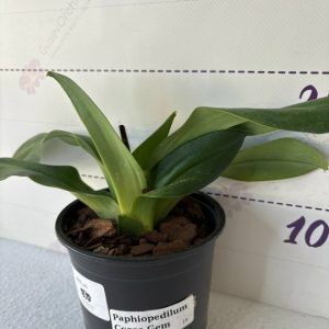 Paphiopedilum Cocoa Gem