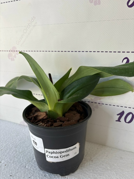 Paphiopedilum Cocoa Gem