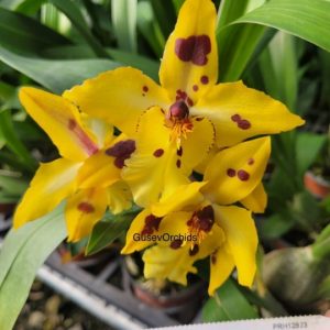 Oncidium Super Tiger