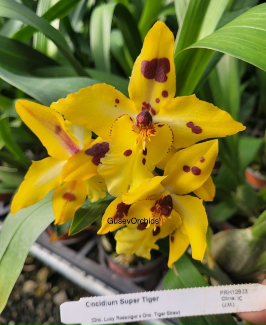 Oncidium Super Tiger