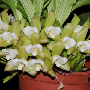 Lycaste luminosa
