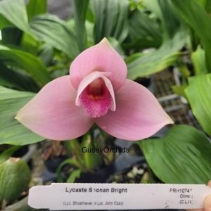 Lycaste S 1onan Bright