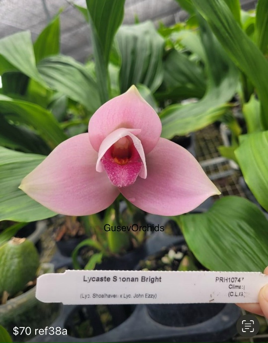 Lycaste S 1onan Bright