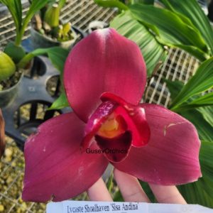 Lycaste Shoalhaven 'Sisa Andina'