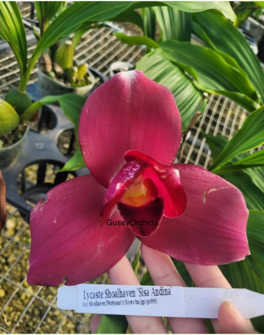 Lycaste Shoalhaven 'Sisa Andina'