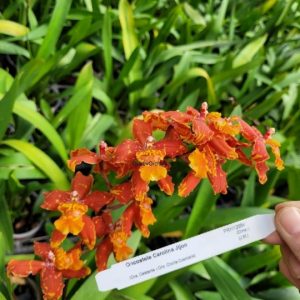 Oncostele Carolina Jijon