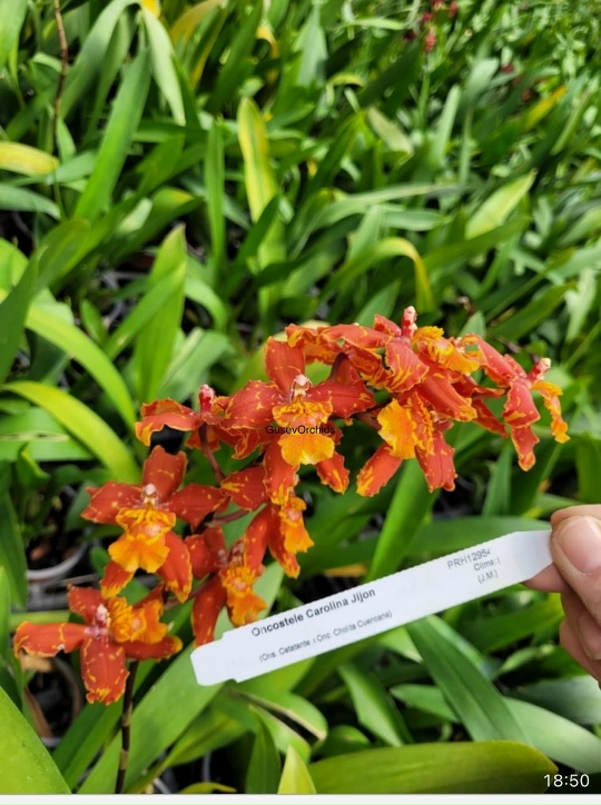 Oncostele Carolina Jijon