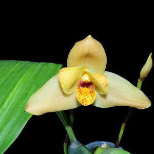 Angulocaste Anna Guseva